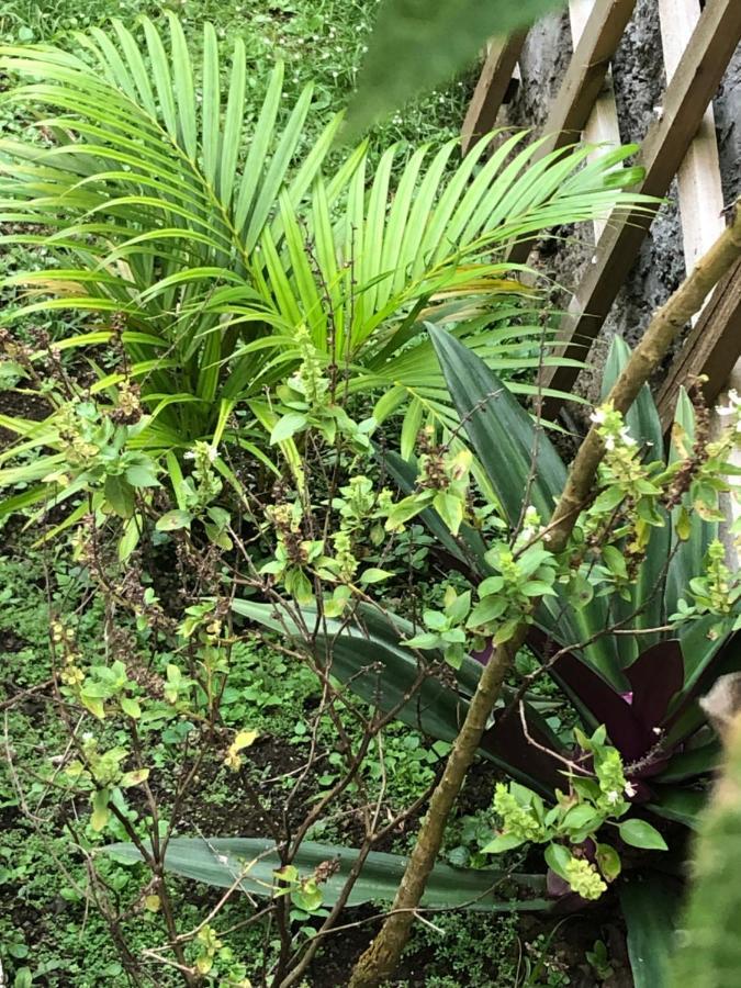 Bungalow: La Favela Chic/The Chic Favela - Trois-Rivières 外观 照片